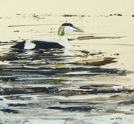 male eider