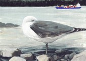 common gull, Larus canus
