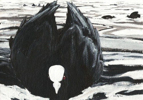 coot, Fulica atra
