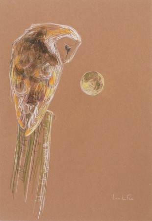 Barn Owl